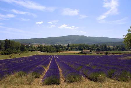 Lavender land: Provence, France - JBLArts photography