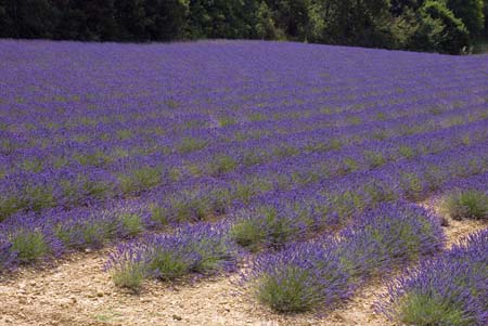 Lavender field - Lavender land, Provence, JBLArts photography