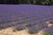 Lavender field - Lavender land, Provence, JBLArts photography