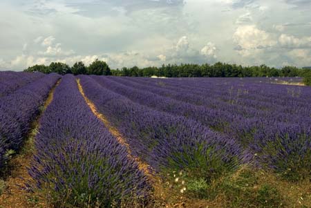 Lavender field - Lavender land, Provence, JBLArts photography