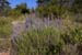 A natural lavender plant - Lavender land, Provence, JBLArts photography