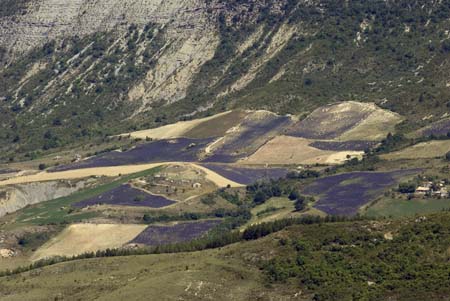 A lavender land - Lavender land, Provence, JBLArts photography