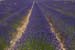 Lavender lines - Lavender land, Provence, JBLArts photography