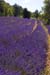 Lavender curves - Lavender land, Provence, JBLArts photography