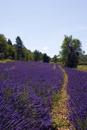 Lavender field - Lavender land, Provence, JBLArts photography