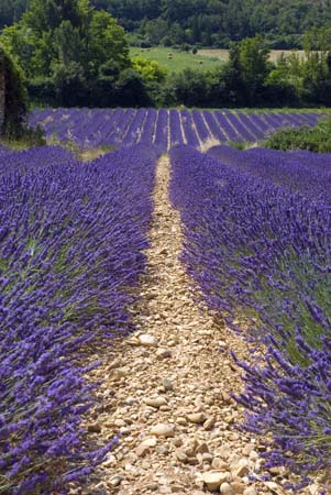 Lavender and ground - Lavender land, Provence, JBLArts photography