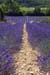 Lavender and ground - Lavender land, Provence, JBLArts photography