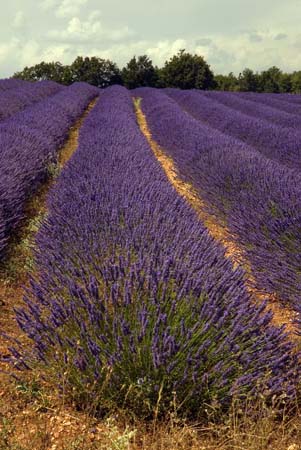 Lavender pillow - Lavender land, Provence, JBLArts photography
