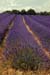 Lavender pillow - Lavender land, Provence, JBLArts photography