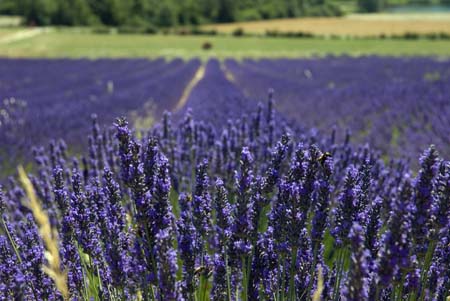 Lavender flowers - Lavender land, Provence, JBLArts photography