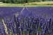 Lavender flowers - Lavender land, Provence, JBLArts photography