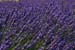 Lavender and wind - Lavender land, Provence, JBLArts photography