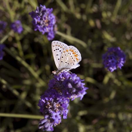Butterfly and lavender - Lavender land, Provence, JBLArts photography