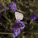 Butterfly and lavender - Lavender land, Provence, JBLArts photography