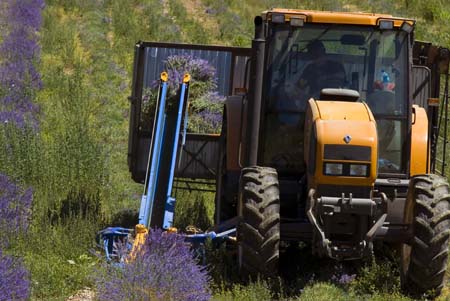 Machine lavender crop - Lavender land, Provence, JBLArts photography