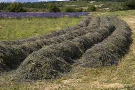 Lavender drying - Lavender land, Provence, JBLArts photography