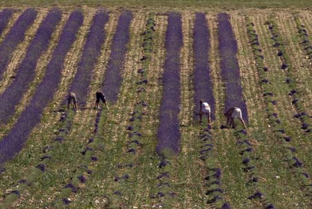 Human lavender crop - Lavender land, Provence, JBLArts photography