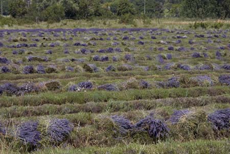 Lavender bunches - Lavender land, Provence, JBLArts photography