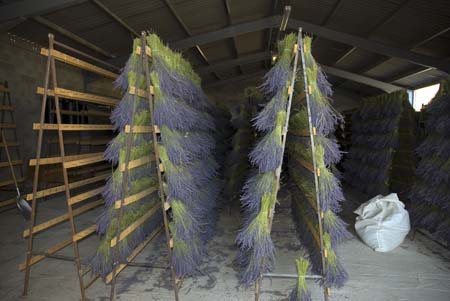 Lavender drying - Lavender land, Provence, JBLArts photography