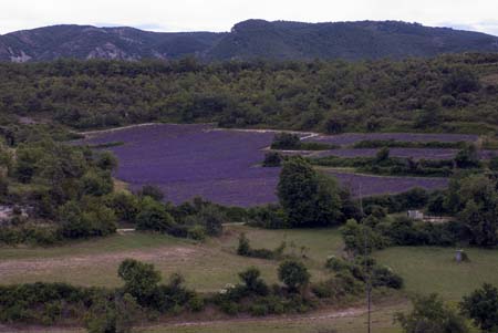 A lavender field - Lavender land, Provence, JBLArts photography