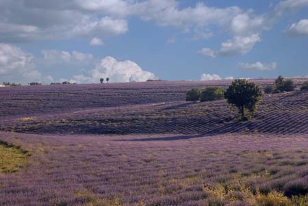 Lavender till the skyline - Lavender land, Provence, JBLArts photography