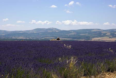 A lavender field - Lavender land, Provence, JBLArts photography