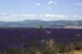 A lavender field - Lavender land, Provence, JBLArts photography