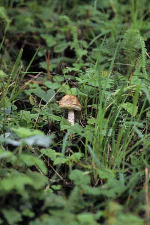 Alone in the green - Mushrooms in natural woods, JBLArts photography