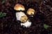 Three new born penny buns - Mushrooms in natural woods, JBLArts photography