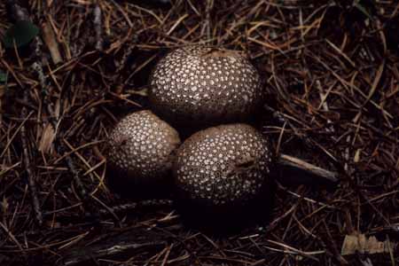 Puffball - Mushrooms in natural woods, JBLArts photography