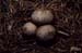 Puffball - Mushrooms in natural woods, JBLArts photography