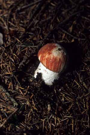 Sprouting - Mushrooms in natural woods, JBLArts photography