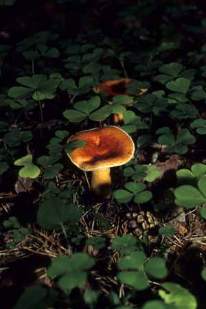 Embraced by clovers - Mushrooms in natural woods, JBLArts photography