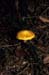 Yellow spot - Mushrooms in natural woods, JBLArts photography