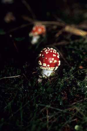 A new born fly agaric - Mushrooms in natural woods, JBLArts photography
