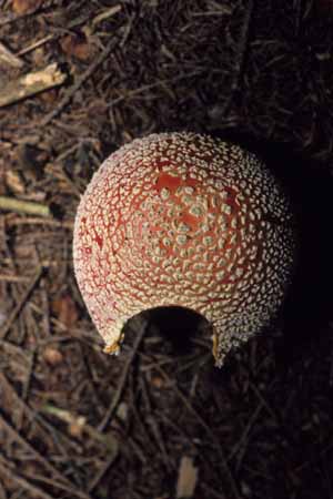 A fly agaric with a  tooth-mark - Mushrooms in natural woods, JBLArts photography
