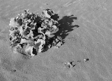 A pioneer grass on the sand - Seaside in Winter, JBLArts photography
