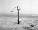 A stranding tree in the winter shore - Seaside in Winter, JBLArts photography