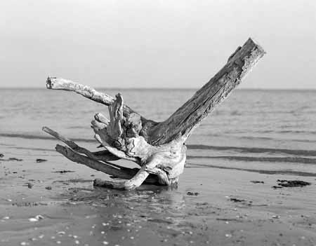 An adrift log on the winter seaside - JBLArts photography