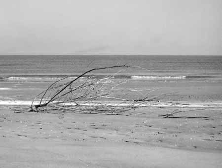 A lying stump on the beach with waves - Seaside in Winter, JBLArts photography