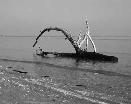 An arch shaped stump in the near water - Seaside in Winter, JBLArts photography