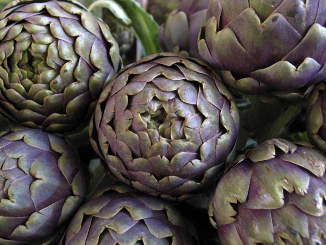 Mamme romane, Artichokes - JBLArts photography