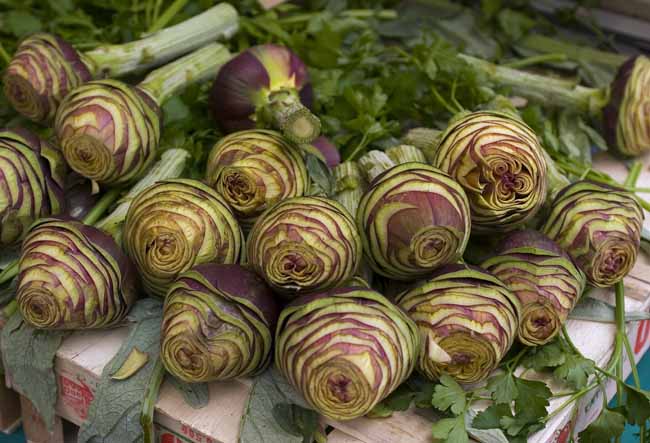 Sharpened artichokes - Artichokes at the open-air market in Padua, Italy, JBLArts photography