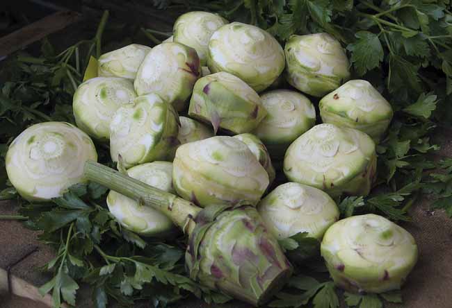 Heart of artichokes - Artichokes at the open-air market in Padua, Italy, JBLArts photography