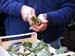 A fruiterer cuts the artichoke - Artichokes at the open-air market in Padua, Italy, JBLArts photography