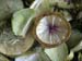 Artichoke cut out: flower in the dirt - Artichokes at the open-air market in Padua, Italy, JBLArts photography