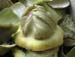 Artichoke cut out: green bud - Artichokes at the open-air market in Padua, Italy, JBLArts photography